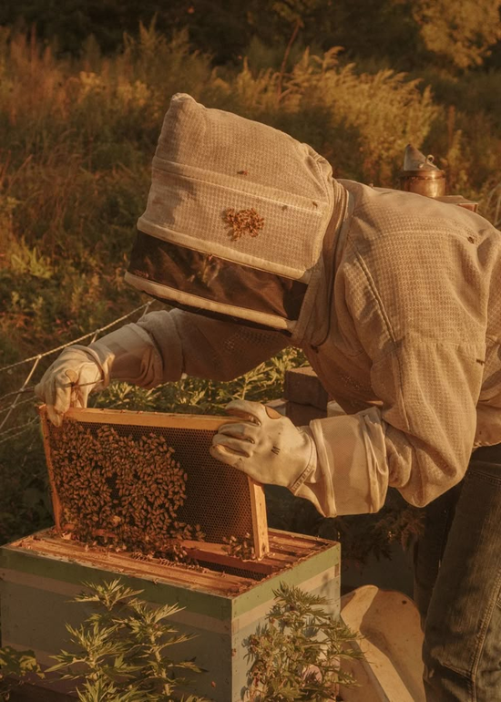 ADVOCATE - for bees and create awareness about their importance in our daily lives.