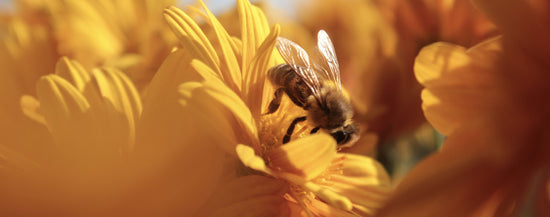 RESEARCH - colony collapse and create a hub for bee science in New York State.