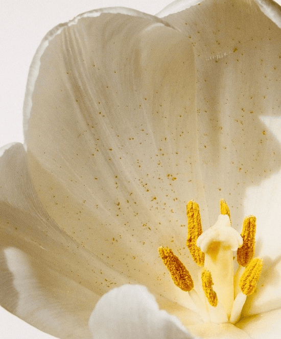CONSERVE - a polinator-friendly natural environment full of beautiful wildflowers.