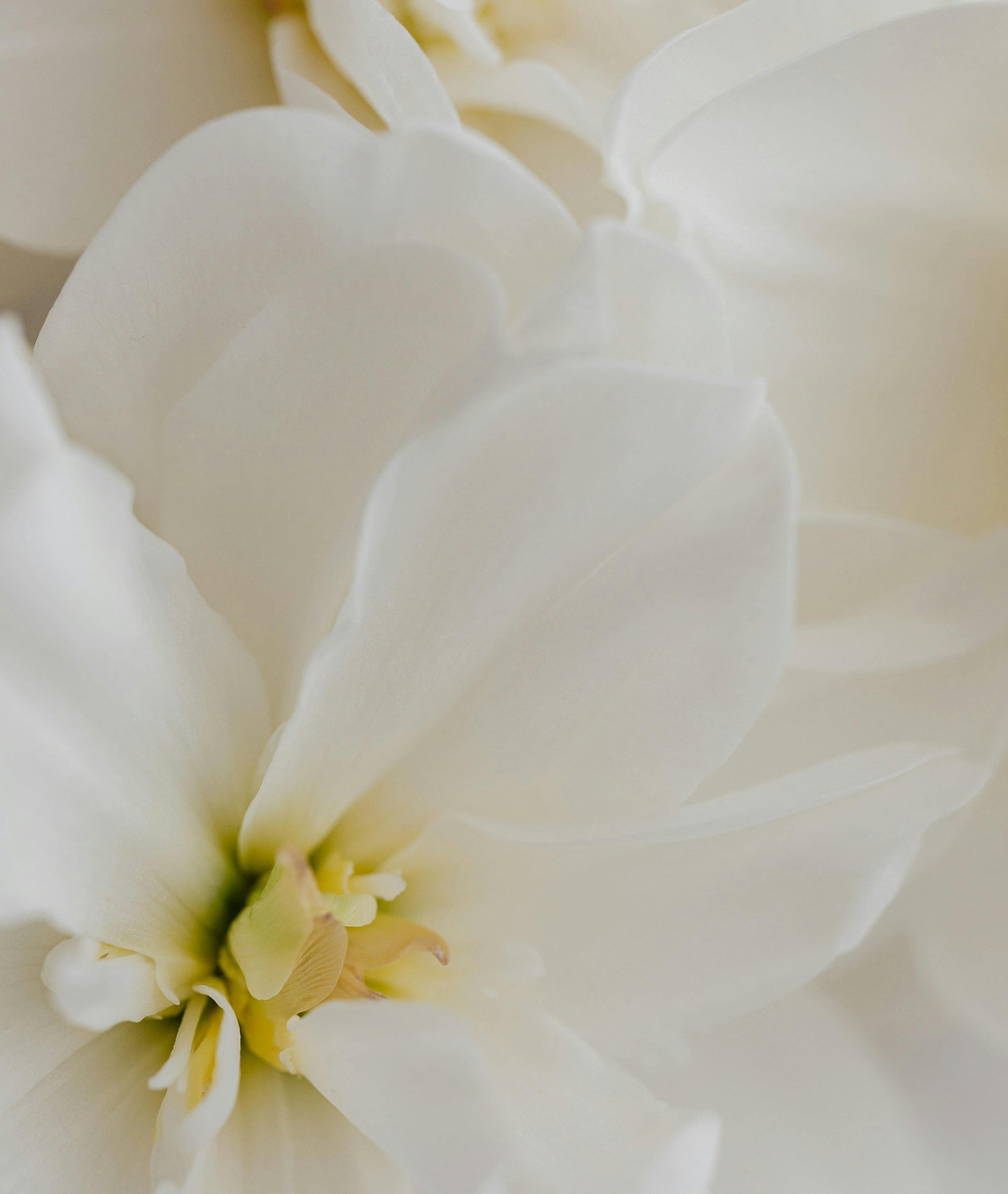 Fleur de Blonde Parfum