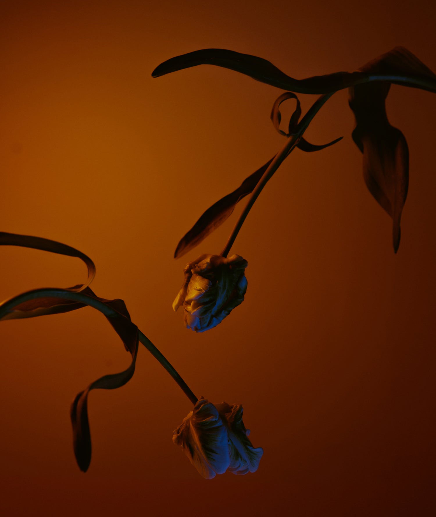 Noir Distillé Parfum