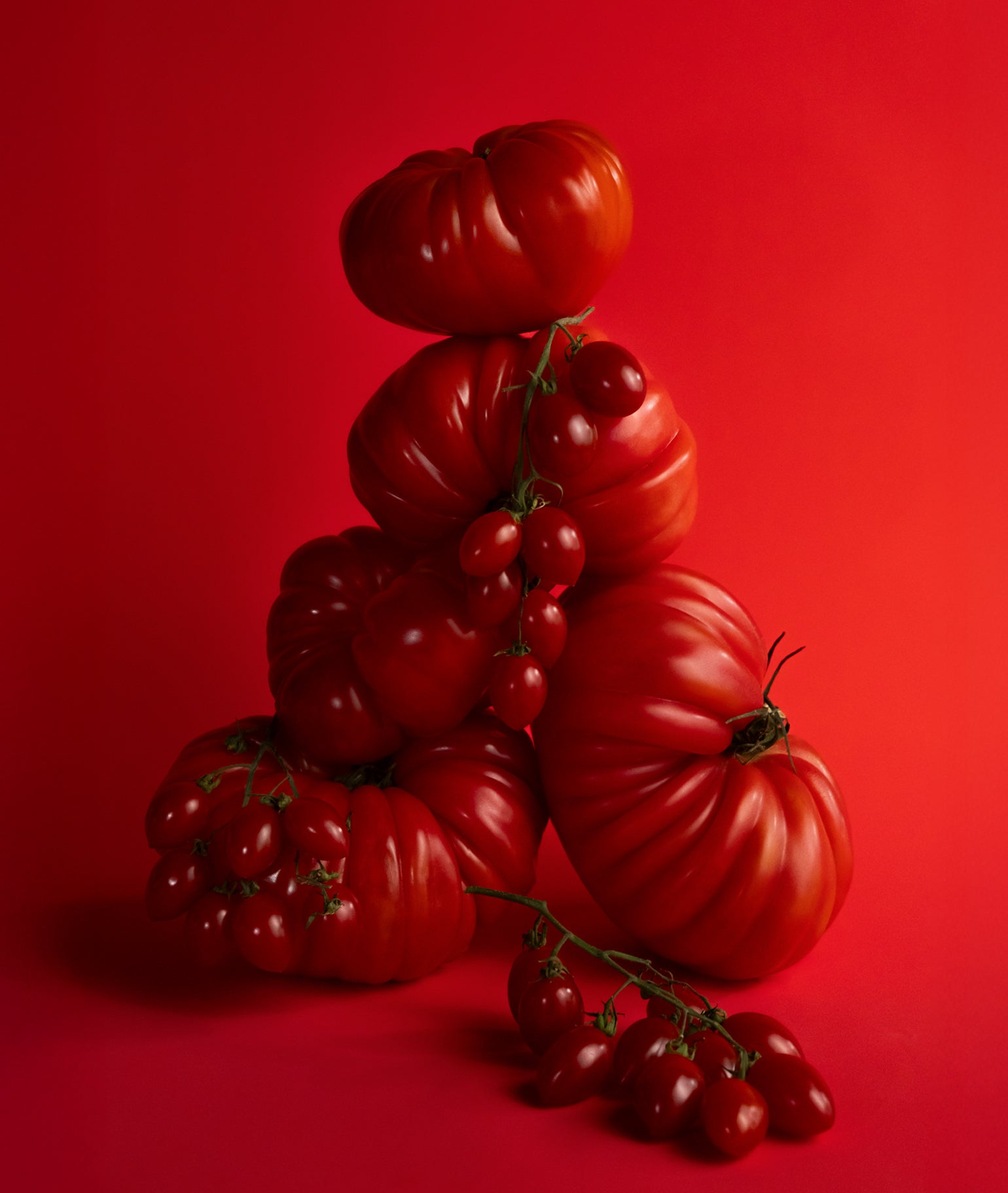 Tomate Bébé Candle – Le Monde Gourmand