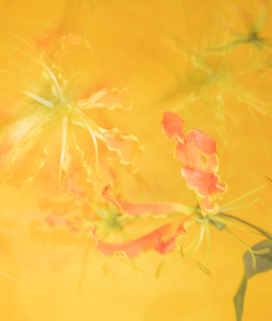 Papaye Tropique Bundle